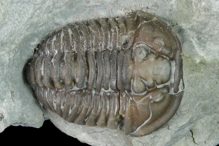 Flexicalymene Trilobite - Mt Orab, Ohio #133906